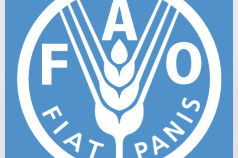 FAO recrute un spécialiste national en filière volaille