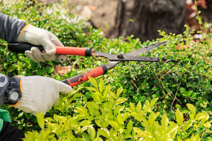 ASAME recrute un JARDINIER