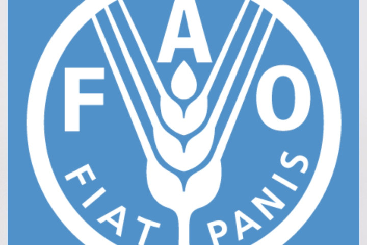 FAO recrute un spécialiste national en filière maïs au Togo