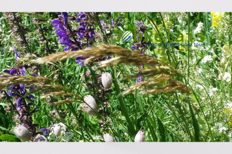 Concours Agrobiodiversity Innovation Challenge